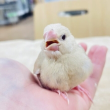 【最新画像更新🪄】ほっこりミルクティー♡*゜シナモン文鳥 ヒナ