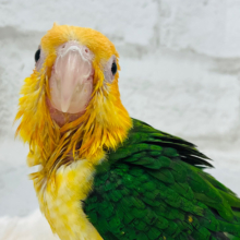 好奇心旺盛‪☆やんちゃ坊主🐥シロハラインコ 男の子