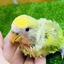 わたわた♡小桜インコのタイガーチェリー♡