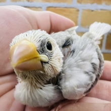 すんごいブチ模様♡珍しい白文鳥の雛🎵