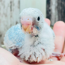 爽やかフレッシュ🩵セキセイインコ（スパングル）ヒナ