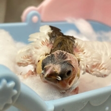 カフェラテエンジェル降臨🤍🤎ྀི十姉妹(ノーマル2024年12月生まれ)