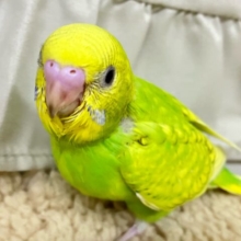 ✨最新画像✨美意識高め？！羽を～キレイに～🤭✨セキセイインコ(イエロースパングル2024年11月生まれ)