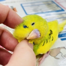 つぶらな瞳が可愛い♡セキセイインコ（パイド）