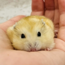甘々カラメルソース🍮イエロープディングハムスター(女の子)