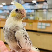 【動画更新🪄】見た目も中身も魅力がギュギュッと🐥🍋オカメインコ(イエローフェイスパールパイド)