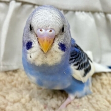 ✨最新画像✨早く飛びたい！ベリ〜ミルクちゃん🫐◝✩セキセイインコ(パイド2024年12月生まれ)