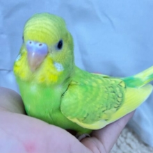 ✨最新画像✨この堂々っぷり…頼もし～✨️セキセイインコ(イエロースパングル2024年12月生まれ)