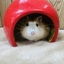 なでなで大好き！イエロープディングちゃん💛