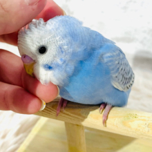 【最新画像・動画更新🪄ひとり餌になりました！】　さわやかな甘え方に、ほっこり☆☆　セキセイインコ　スパングル〜〜