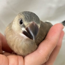 ✨最新画像✨ラテのような濃い優しさ(∩´∀`∩)💕桜文鳥(2024年11月生まれ)