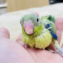【最新画像更新🪄】ミニミニサイズの怪獣🦕💚マメルリハインコ（ノーマル）男の子