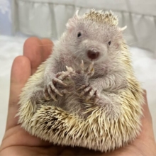 トゲもち冒険家なの🦔︎💕︎︎ヒメハリテンレック　2022年５月生まれ
