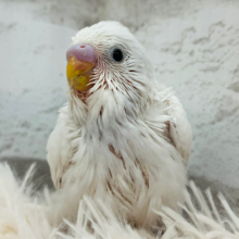 くりくりおめめに見つめられ…♡セキセイインコ(ダブルファクター) ヒナ