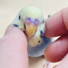 【最新画像更新🪄カゴデビューしました☆】綺麗なカラーの甘えん坊♡セキセイインコ（パステルレインボーパイド）