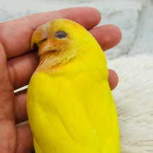 包まれるのだーい好き♡コザクラインコ(ルチノーオパーリン)