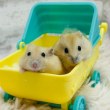 はむはむ幼稚園🐹📛プリン組‪☆イエロープディングハムスター(女の子)