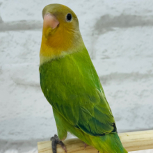 冬にピッタリ🍊みかんちゃん🍊コザクラインコ(オレンジフェイスオパーリン)