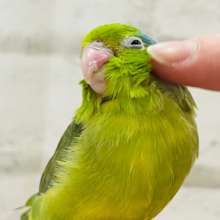 【最新画像更新🪄】おとなしめですが～　個性派☆　マメルリハインコ　パイド～～
