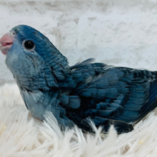 【最新画像更新🪄】食欲旺盛♪ピーポポポ♬*°サザナミインコ(コバルト) ヒナ