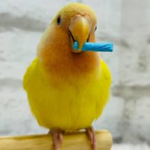遊び好きのビタミンちゃん🍋コザクラインコ(ルチノー)