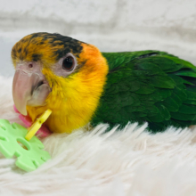 【最新画像更新🪄】食べて遊んで甘やかしてね？♡シロハラインコ(男の子) ヒナ