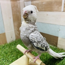 白いお顔とパール模様が美しい✨オカメインコのホワイトフェイスパール‼️