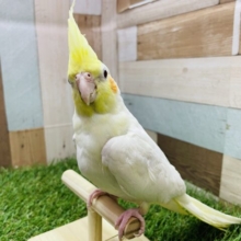頭ピーーーーンとしてソフトクリームみたいな可愛い子🍦オカメインコのルチノー‼️