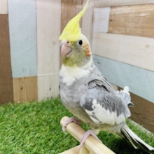 ピョ〜ピョ〜と口笛の真似が上手な子🎶オカメインコのパイド‼️