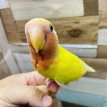 手乗り練習中の甘えん坊さん💕コザクラインコのルチノー‼️
