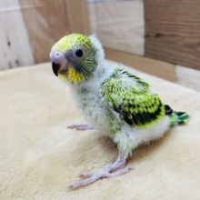 まん丸おめめが可愛すぎますっ😍セキセイインコのオパーリン‼️