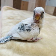 振り向き美人な美白ちゃん💕セキセイインコのハルクイン❣️