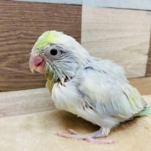 本店初入舎‼️色鮮やかで美しい〜🤩マメルリハインコのターコイズパステルブルーパイド‼️