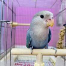 最新画像有ります‼️ヒナ餌卒業🎓ふんわり感がたまらなく可愛いですっ😍コザクラインコのブルーチェリー！！