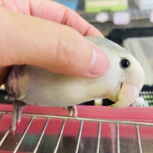 唯一無二の羽色模様🪶美コザです💟手乗りコザクラインコ(バイオレットパイド)🫧