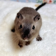 カラージャービル  バーミーズ  男の子  🩶🐁🐾🐾