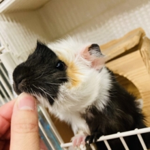 最新画像🌟かわいいﾓｺﾓｺｵﾊﾟﾝﾂ🧡☁️個性溢れる色模様❢❢アビシニアンモルモットさん､女のコ♀