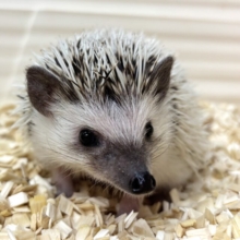 ヨツユビハリネズミ  パイド  女の子  🦔🐾･.｡*･.｡*