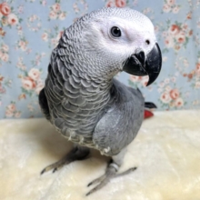 ヨウム  男の子  ( *˙θ˙*)☆.*˚*