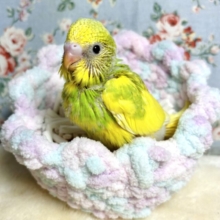 セキセイインコ  イエロースパングルパイドちゃん  💛🌼･.｡*･.｡*