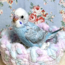 セキセイインコ  ブルーオパーリンウイングちゃん  🩵🫧‪❄️