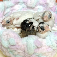 十姉妹  ヒナちゃんず4羽🐣🐣🐣🐣