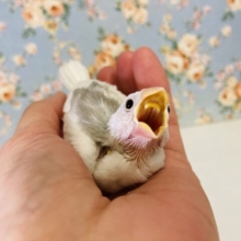 かわいい白文鳥のヒナちゃんです🪽🫧✨