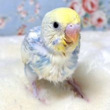 セキセイインコ  パステルレインボー系(クリーム)  💙🍨🤍