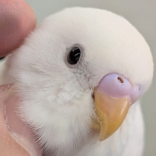 🌟最新画像🌟 真っ白かわいい～❄️ セキセイインコ(白ダブルファクター)