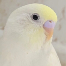🌟最新画像🌟 メロメロとろける～🍭 セキセイインコ(クリーム)