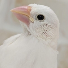 🌟最新画像🌟 かわいい天使さん降臨～👼 白文鳥🐣
