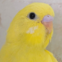 元気いっぱい！まっきっき～🌻 セキセイインコ(黄ダブルファクター)