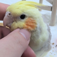 🌟最新画像🌟 遊ぶの大好きシナモンさん～🥞 オカメインコ(シナモンパイド)