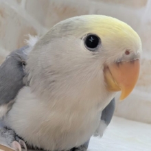 🌟最新画像🌟 魅力たっぷりさん～🫐 コザクラインコ(ブルーパイド)